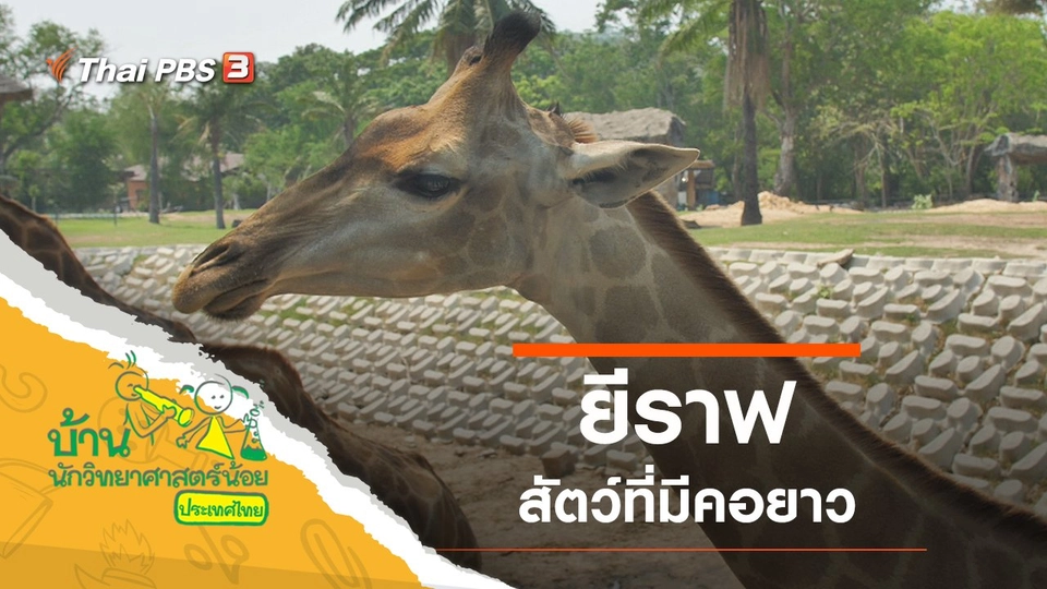 ยีราฟคอย้าวยาว