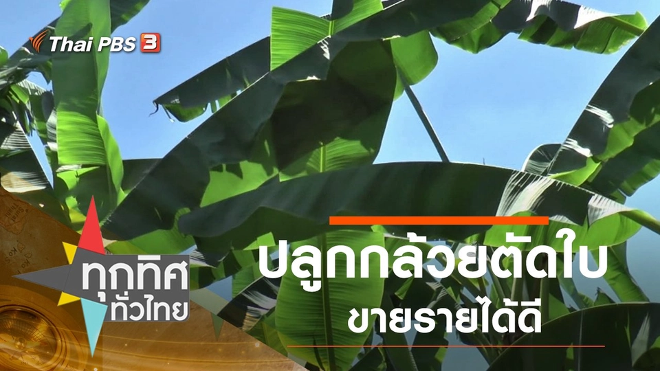 ปลูกกล้วยตัดใบขายรายได้ดี