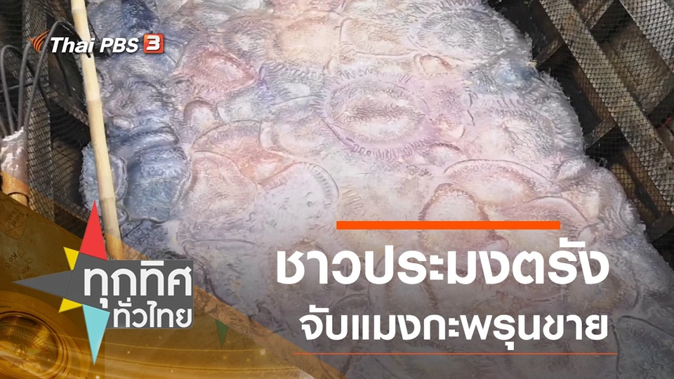 ชาวประมงตรังจับแมงกะพรุนขาย