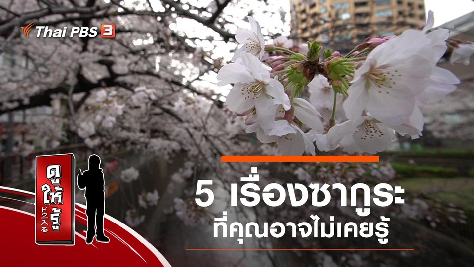 5 เรื่องซากูระที่คุณอาจไม่เคยรู้