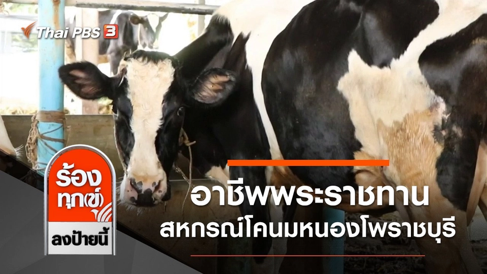 อาชีพพระราชทาน สหกรณ์โคนมหนองโพราชบุรี