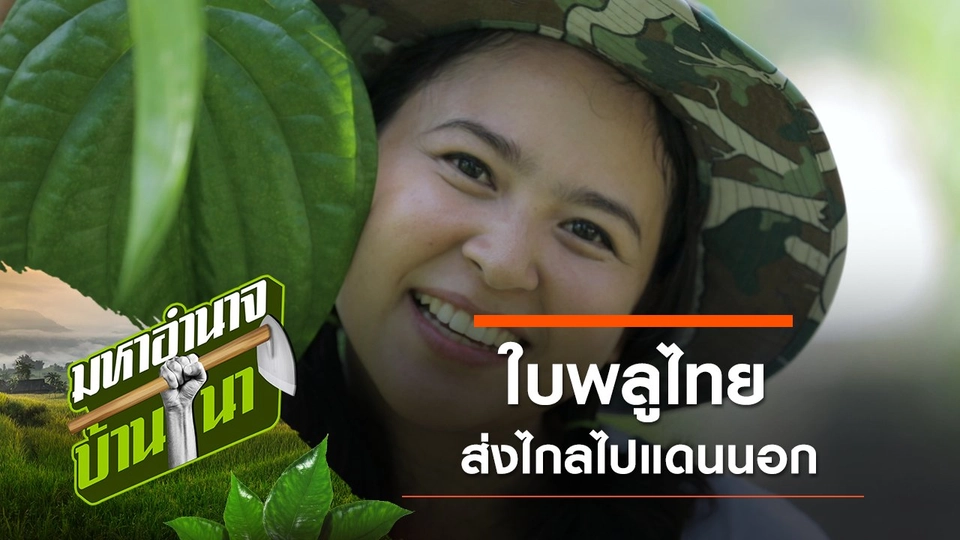 ใบพลูไทย ส่งไกลไปแดนนอก