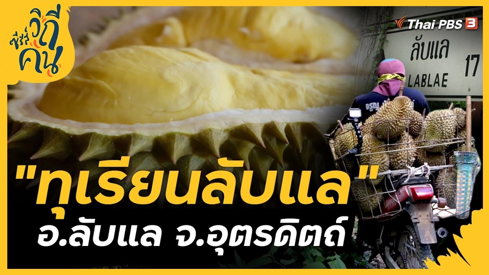 วิถี “ทุเรียนลับแล” บ้านผามูบ ต.แม่พูล อ.ลับแล จ.อุตรดิตถ์