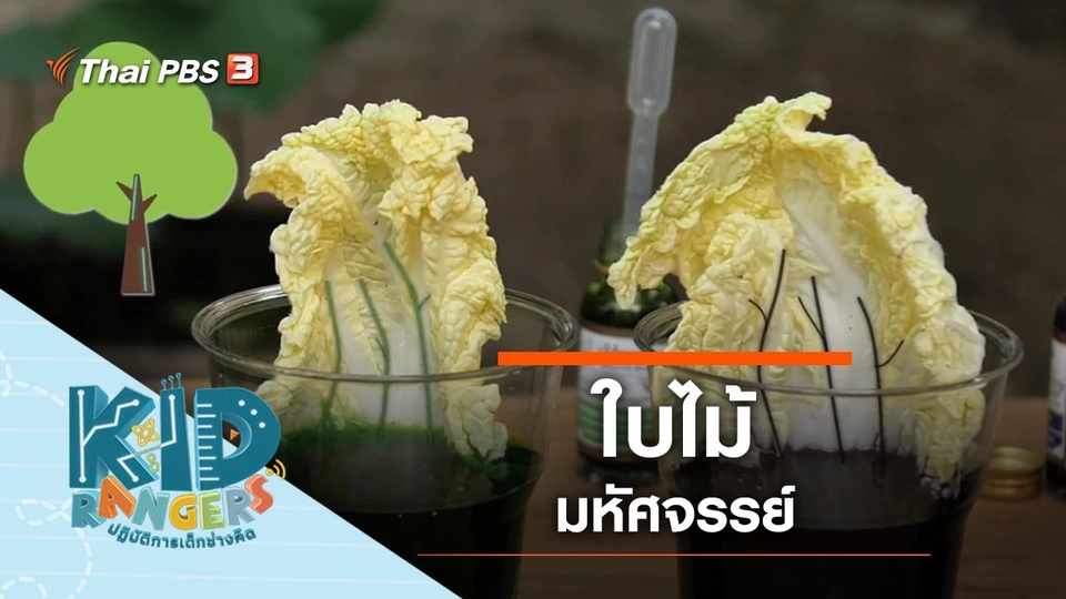 มหัศจรรย์ใบไม้