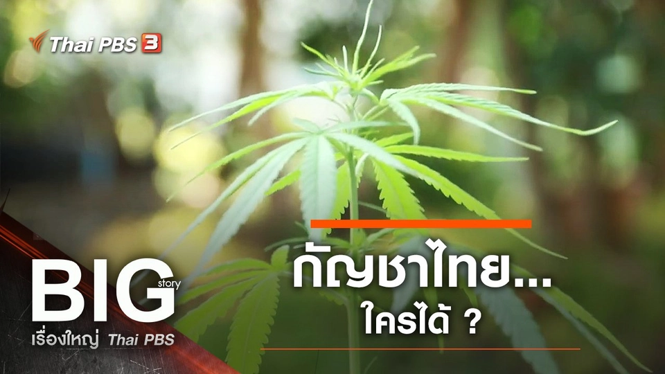 กัญชาไทย…ใครได้ ?