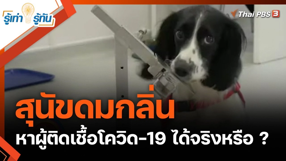 สุนัขดมกลิ่นหาผู้ติดเชื้อโควิด-19 ได้จริงหรือ ?