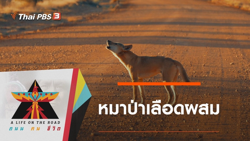 หมาป่าเลือดผสม