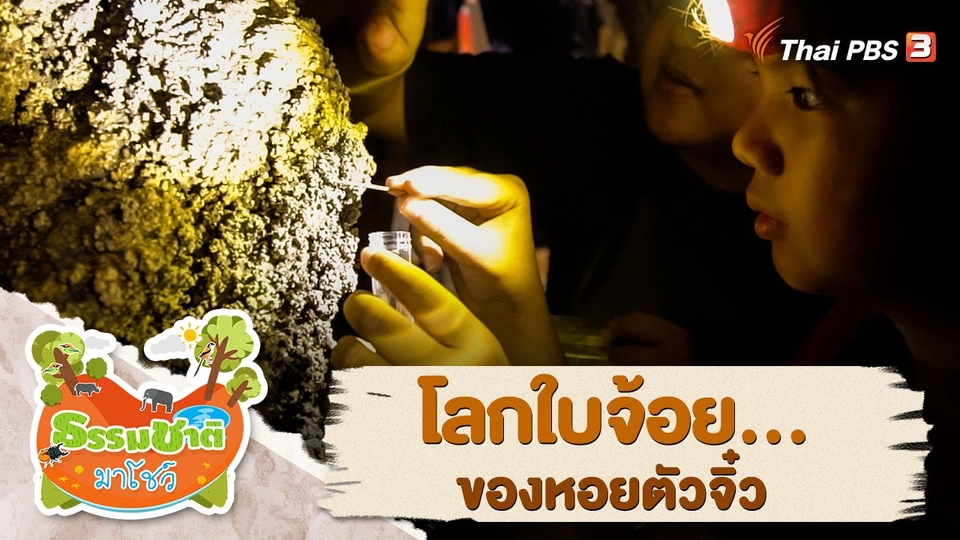 โลกใบจ้อย...ของหอยตัวจิ๋ว