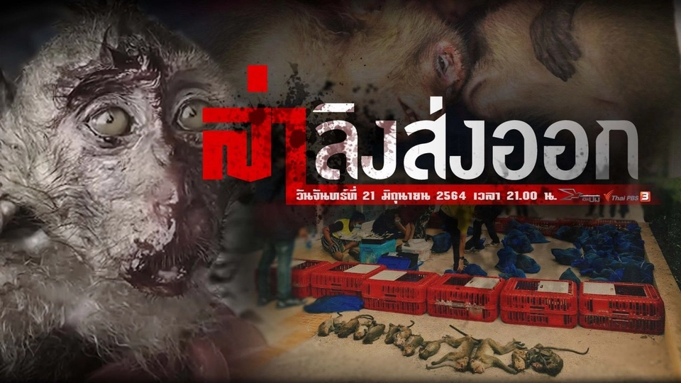 ​ล่าลิงส่งออก