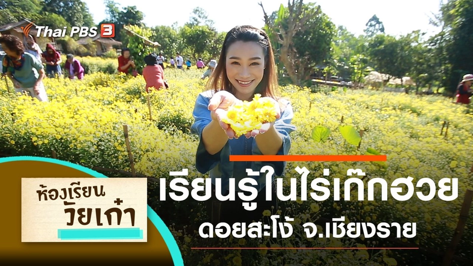 เรียนรู้ในไร่ดอกเก๊กฮวย ดอยสะโง้