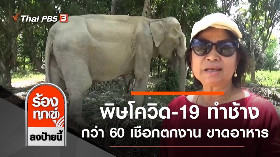 พิษโควิด-19 ทำช้างกว่า 60 เชือกตกงาน ขาดอาหาร จ.ตรัง