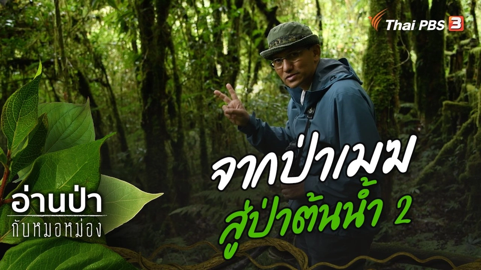 จากป่าเมฆสู่ป่าต้นน้ำ 2