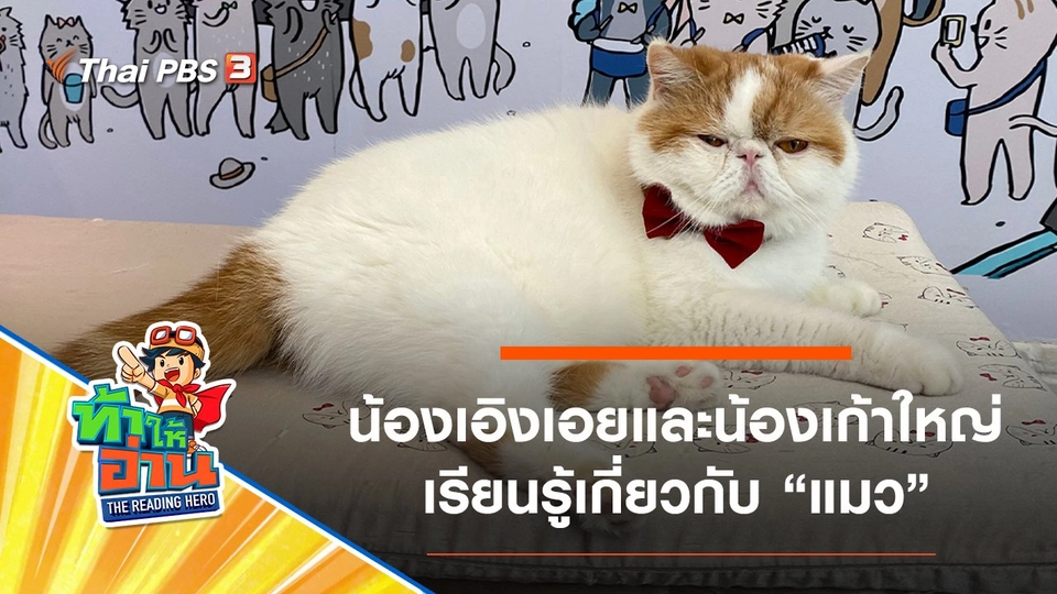 แมว : น้องเอิงเอยและน้องเก้าใหญ่