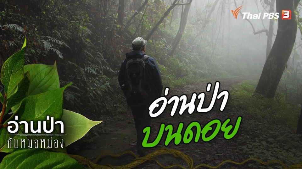 อ่านป่าบนดอย