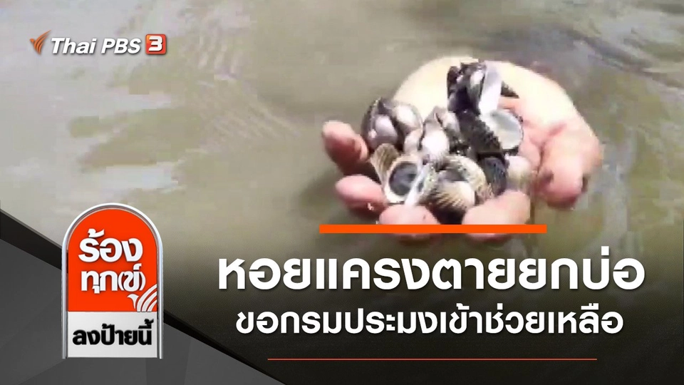 หอยแครงตายยกบ่อ ขอกรมประมงเข้าช่วยเหลือ จ.สมุทรสาคร