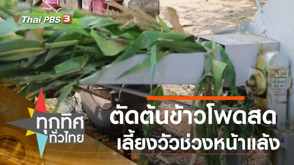 ตัดต้นข้าวโพดสดเลี้ยงวัวช่วงหน้าแล้ง