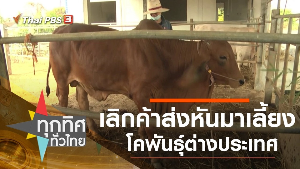 เลิกค้าส่งหันมาเลี้ยงโคพันธุ์ต่างประเทศ จ.กาฬสินธุ์