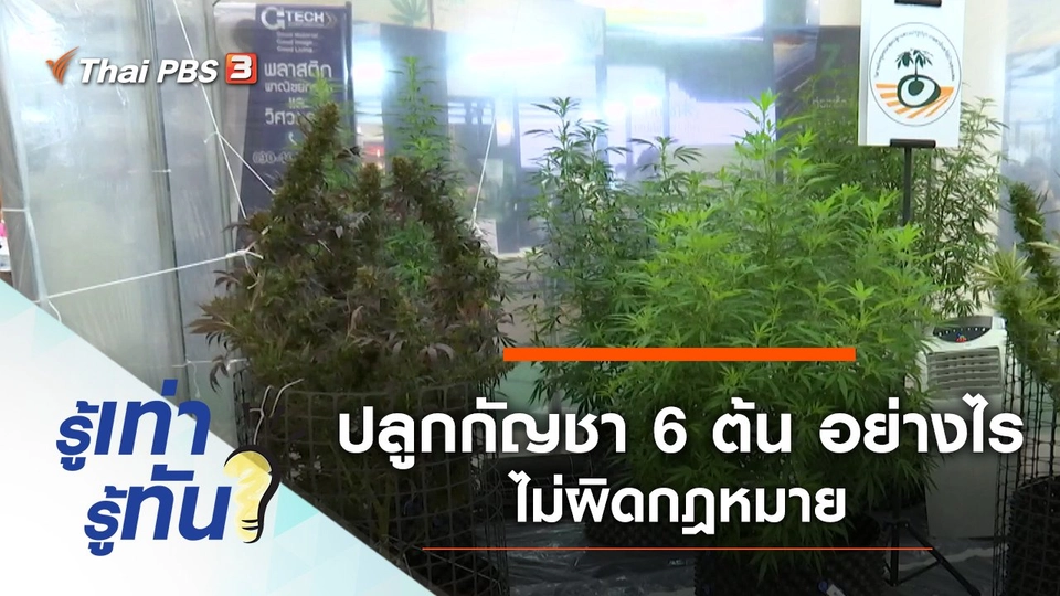 เคลียร์ชัด “ปลูกกัญชา 6 ต้น” อย่างไรไม่ผิดกฎหมาย
