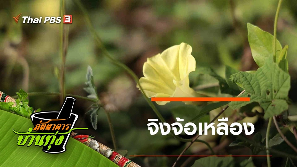 จิงจ้อเหลือง