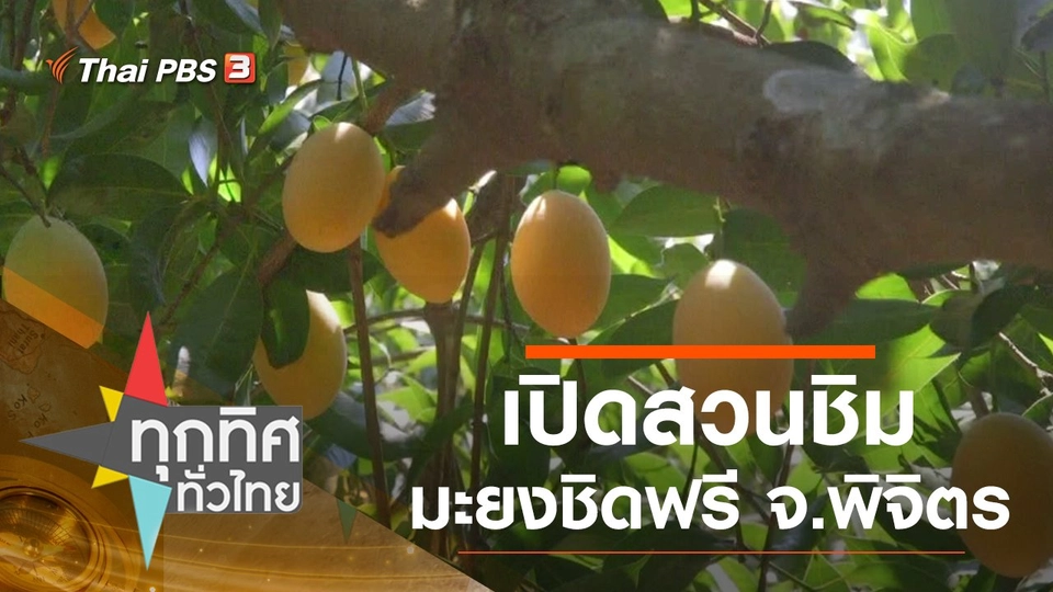 ​เปิดสวนชิมมะยงชิดฟรี จ.พิจิตร