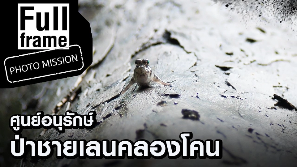 ศูนย์อนุรักษ์ป่าชายเลนคลองโคน