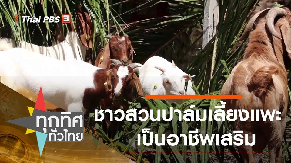 ชาวสวนปาล์มเลี้ยงแพะเป็นอาชีพเสริม