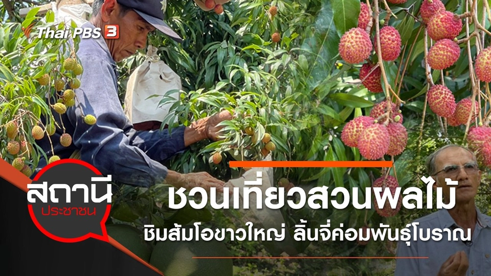 ชวนเที่ยวสวนผลไม้ ชิมส้มโอขาวใหญ่ ลิ้นจี่ค่อมพันธุ์โบราณ จ.สมุทรสงคราม