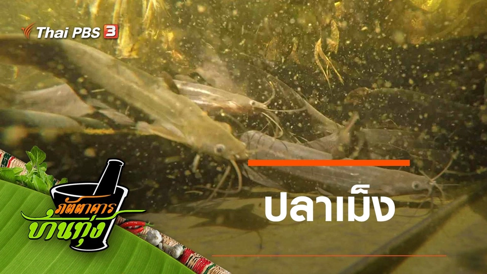 ปลาเม็ง