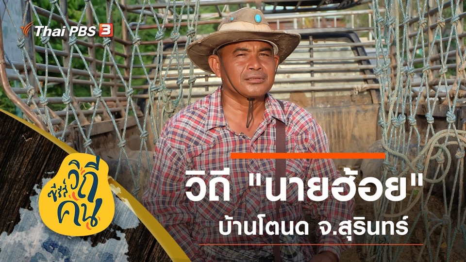 วิถี "นายฮ้อย" บ้านโตนด ต.ระแงง อ.ศีขรภูมิ จ.สุรินทร์