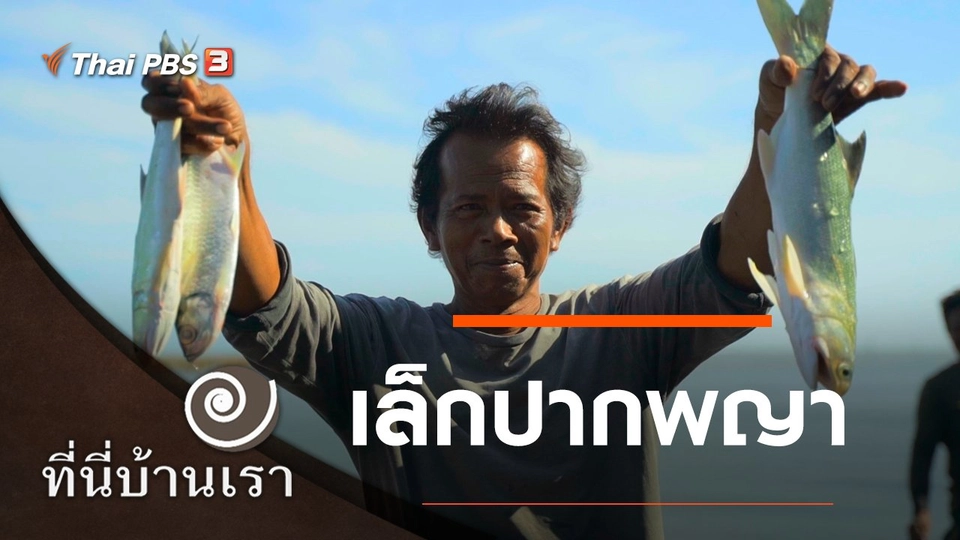 เล็กปากพญา