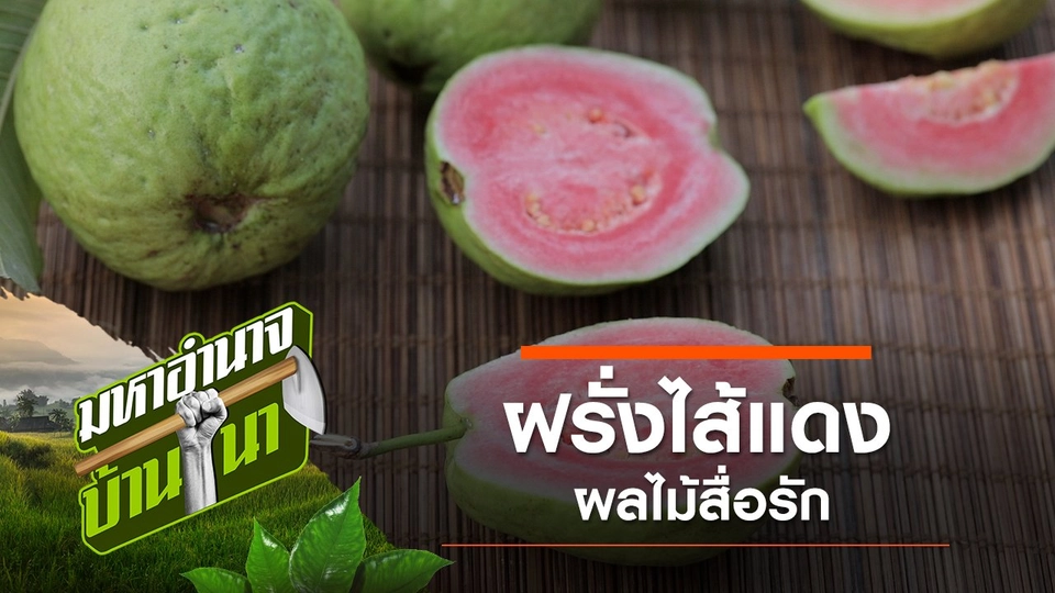 ฝรั่งไส้แดง ผลไม้สื่อรัก