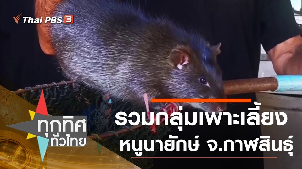 รวมกลุ่มเพาะเลี้ยงหนูนายักษ์ จ.กาฬสินธุ์