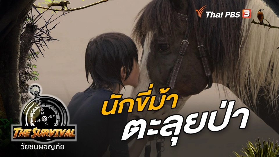 นักขี่ม้า ตะลุยป่า