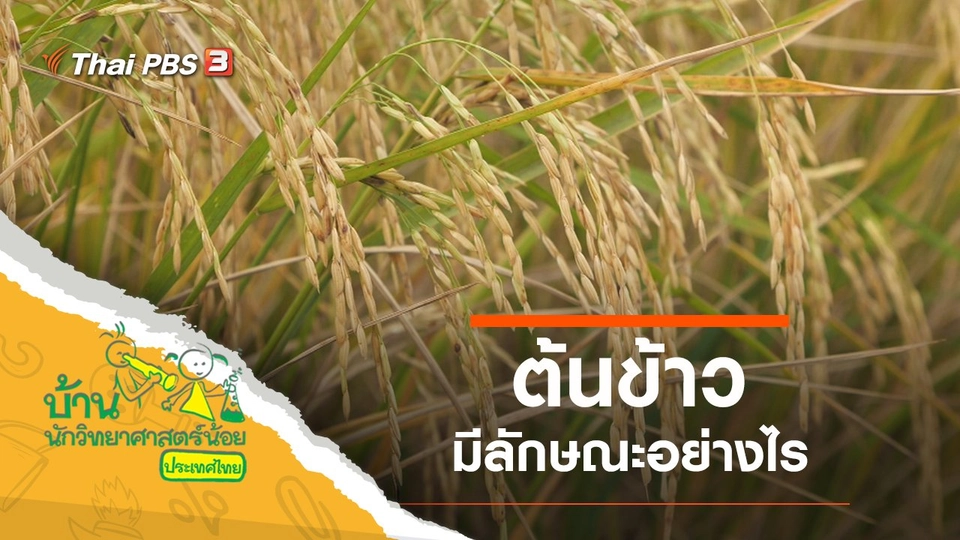 ​ต้นข้าว