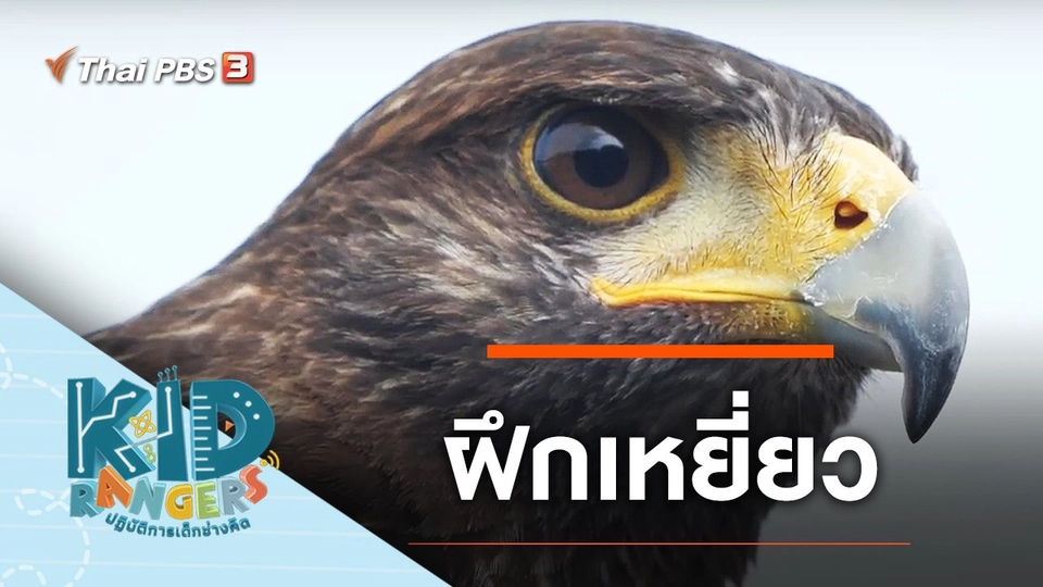 ฝึกเหยี่ยว