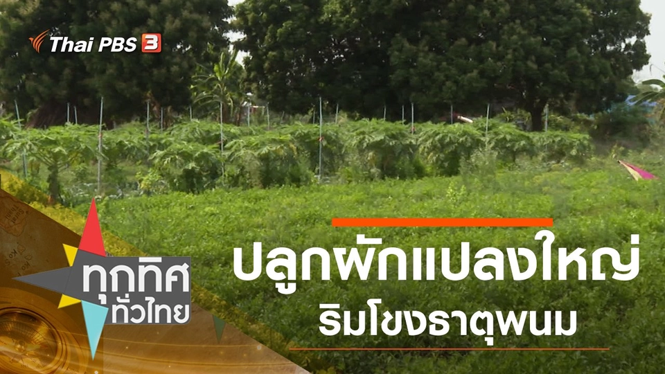 ปลูกผักแปลงใหญ่ริมโขงธาตุพนม