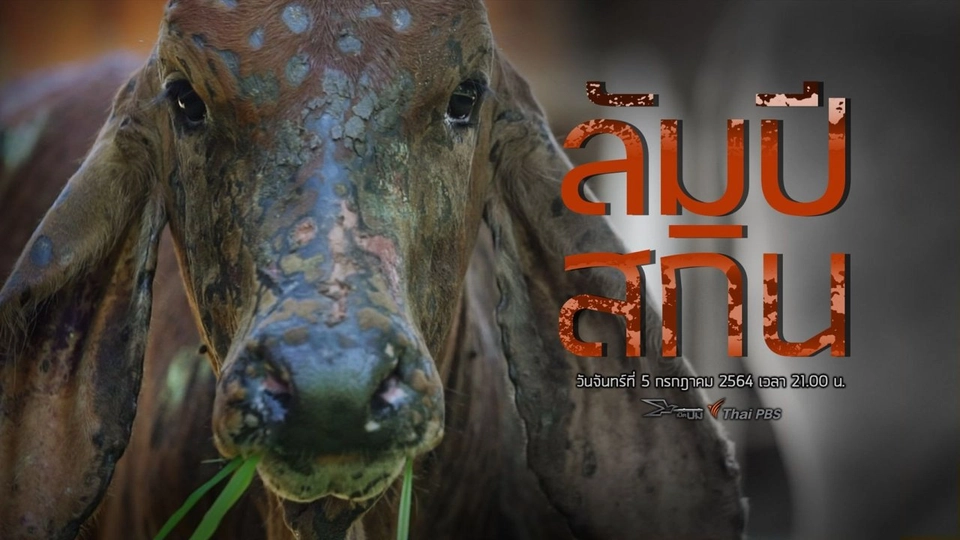 ลัมปี สกิน