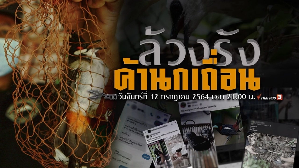 ล้วงรังค้านกเถื่อน