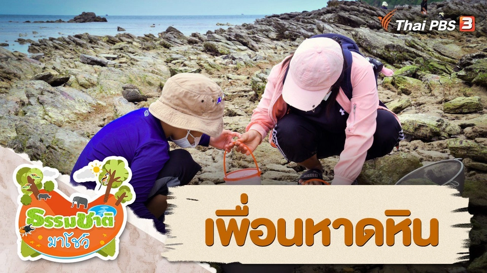เพื่อนหาดหิน