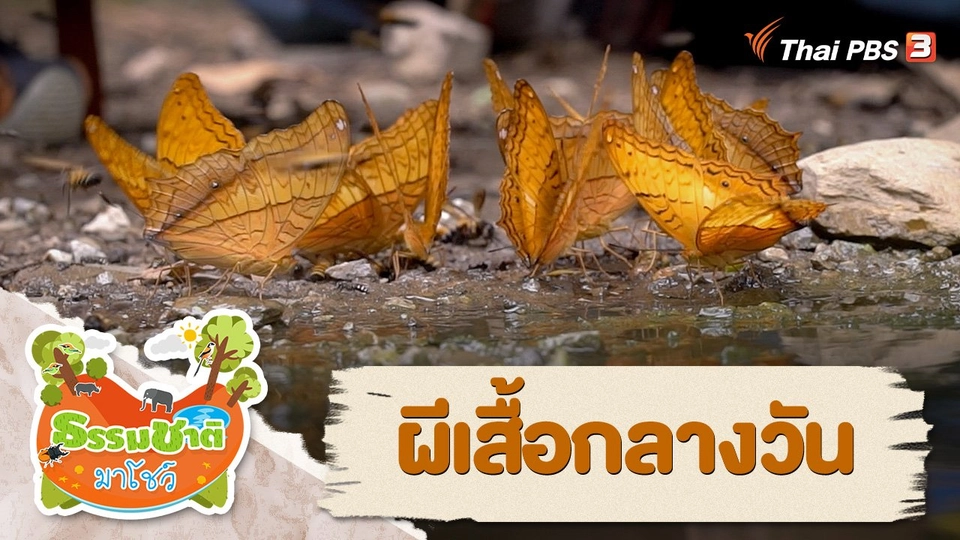 ผีเสื้อกลางวัน