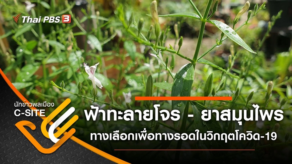 ฟ้าทะลายโจร - ยาสมุนไพร ทางเลือกเพื่อทางรอดในวิกฤตโควิด-19