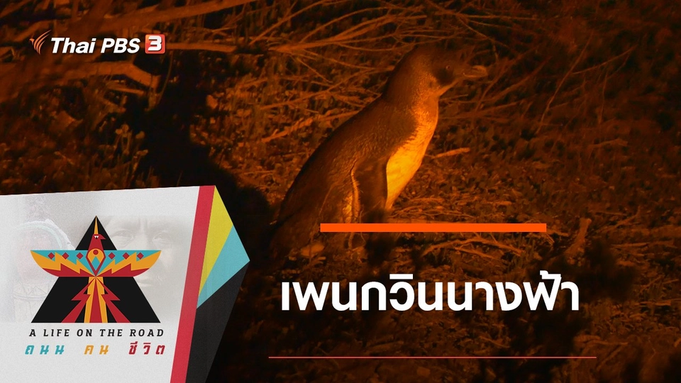 เพนกวินนางฟ้า