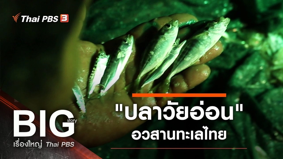 "ปลาวัยอ่อน" อวสานทะเลไทย