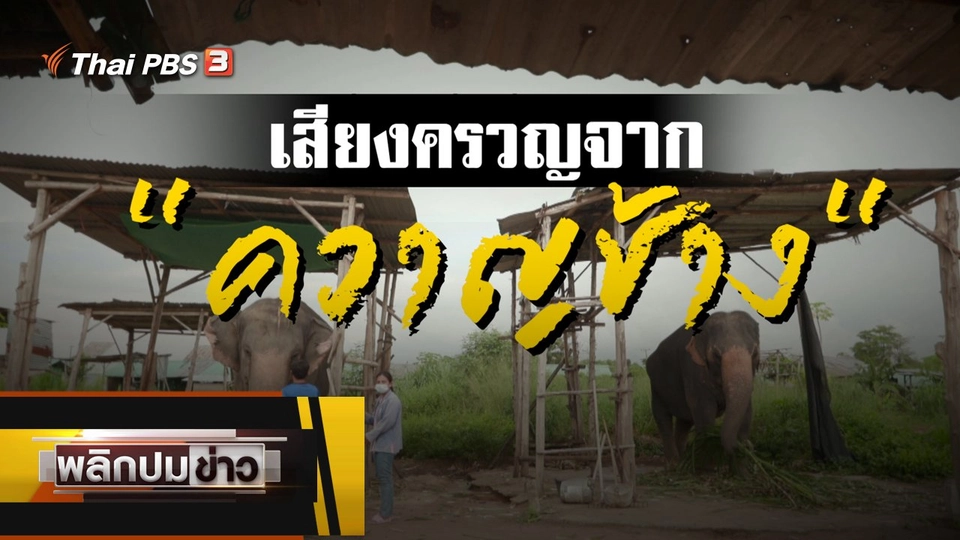 ​เสียงครวญจาก "ควาญช้าง"