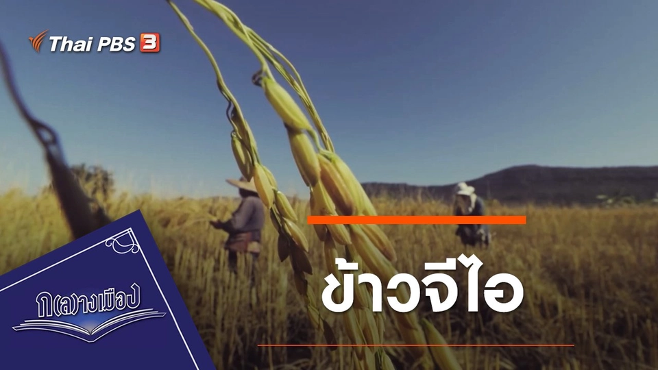 ข้าวอีสาน : ข้าวจีไอ