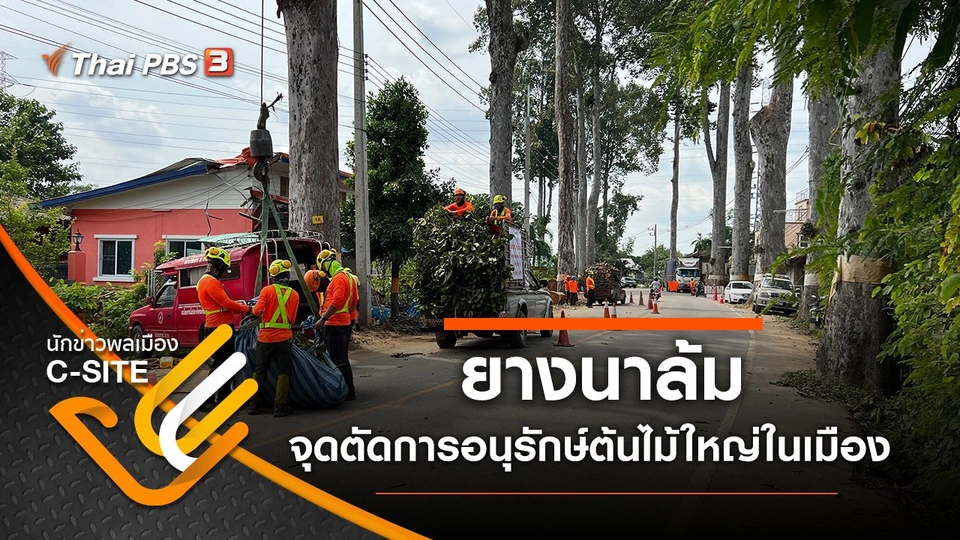 ​ยางนาล้ม จุดตัดการอนุรักษ์ต้นไม้ใหญ่ในเมือง