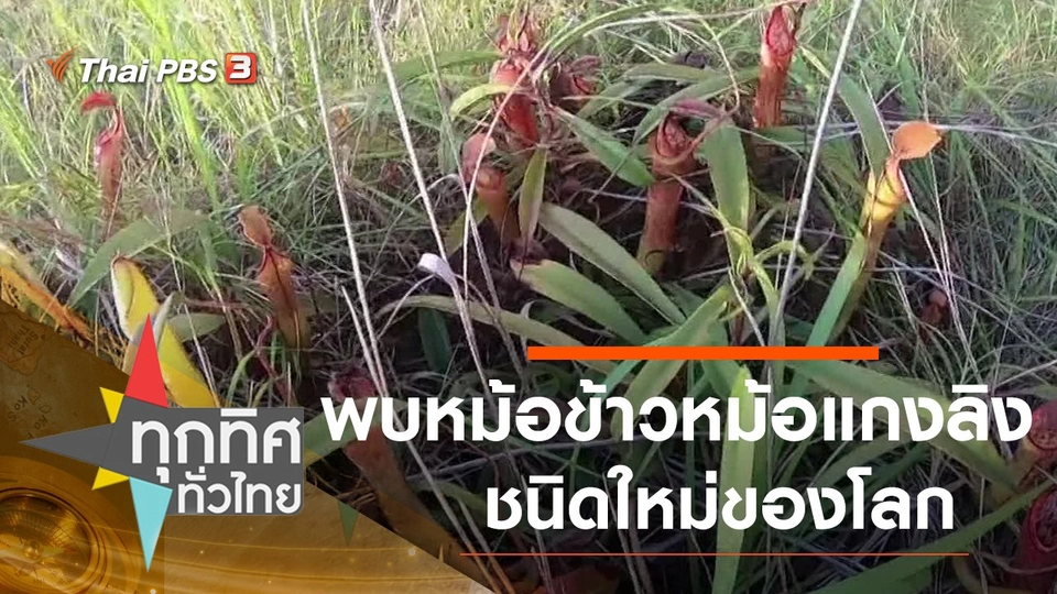 พบหม้อข้าวหม้อแกงลิง ชนิดใหม่ของโลก