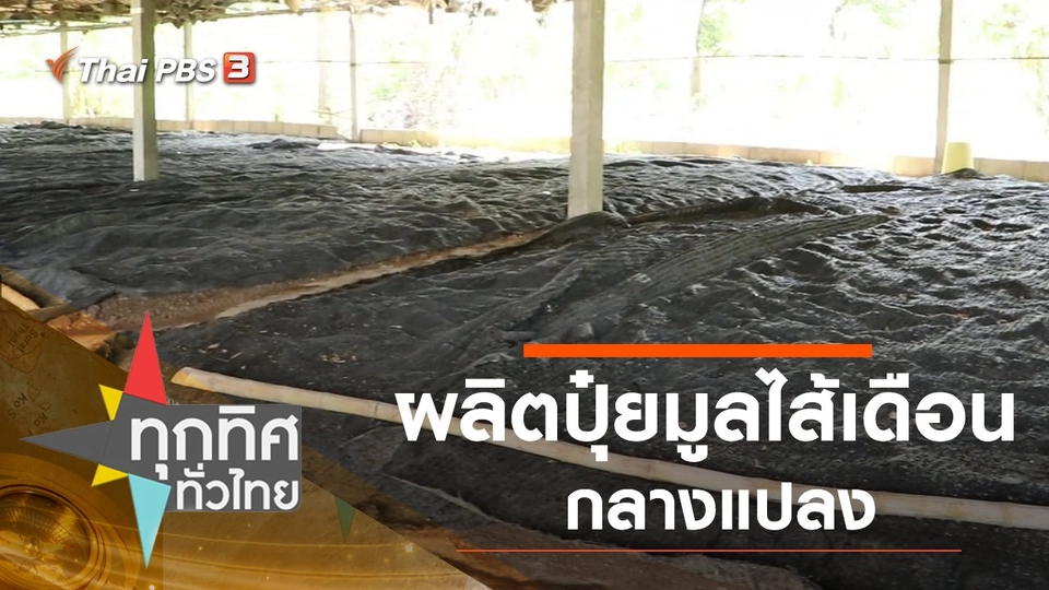 ผลิตปุ๋ยมูลไส้เดือนกลางแปลง