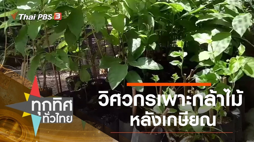 วิศวกรเพาะกล้าไม้หลังเกษียณ