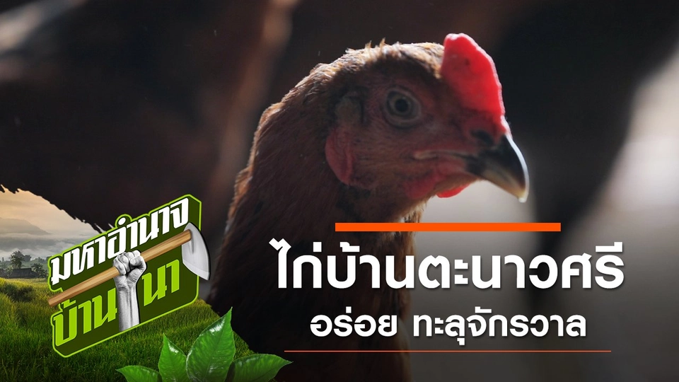 ไก่บ้านตะนาวศรี อร่อย ทะลุจักรวาล